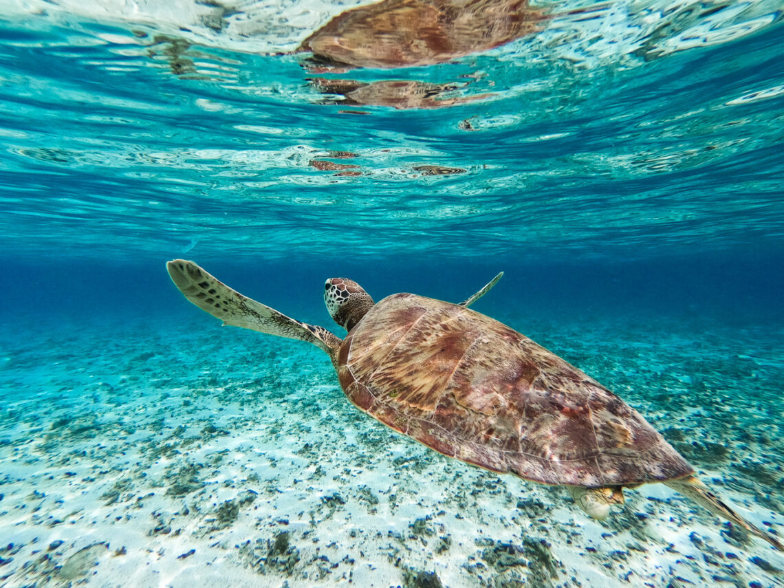 image d'une tortue de mer sur l'ile Gili meno