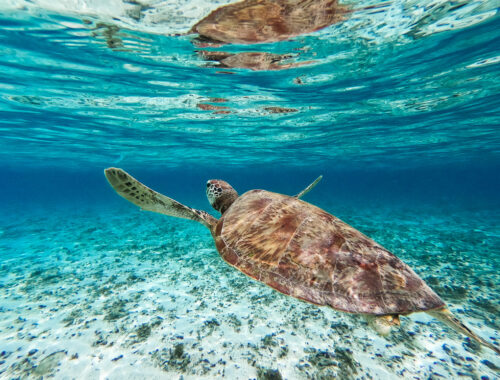 image d'une tortue de mer sur l'ile Gili meno