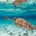image d'une tortue de mer sur l'ile Gili meno