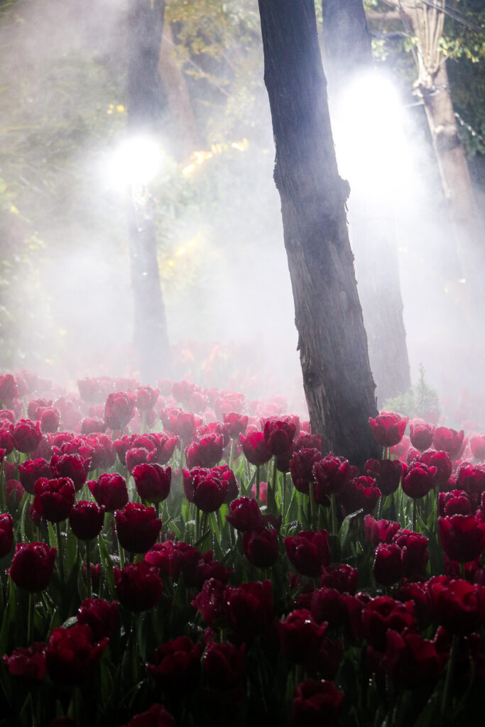 Tulipes multicolores dans la brume lors du Chiang Mai Flower Festival