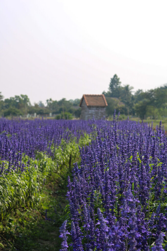 Champs de lavande avec une maison traditionnelle en fond