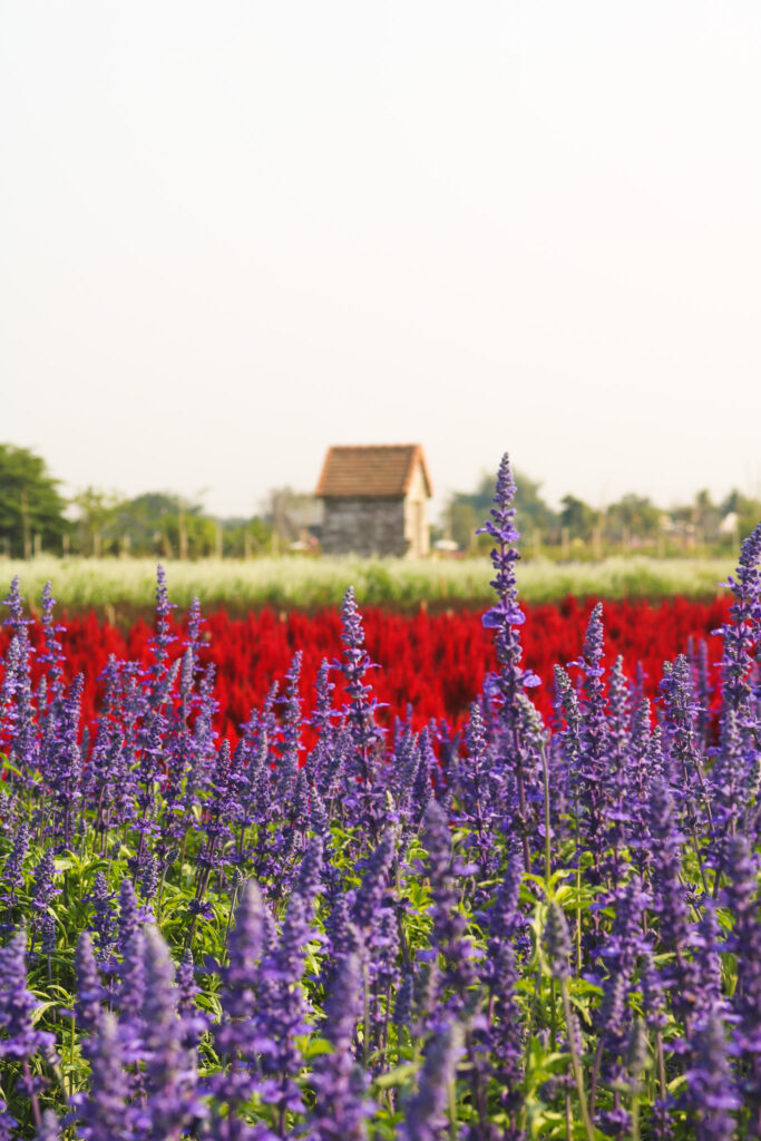 Champs de lavande et autre fleurs avec petite maison en pierre style Provence