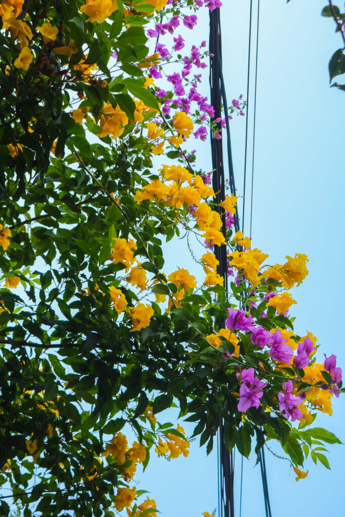 Bougainvilliers multicolores dans une rue de Chiang Mai