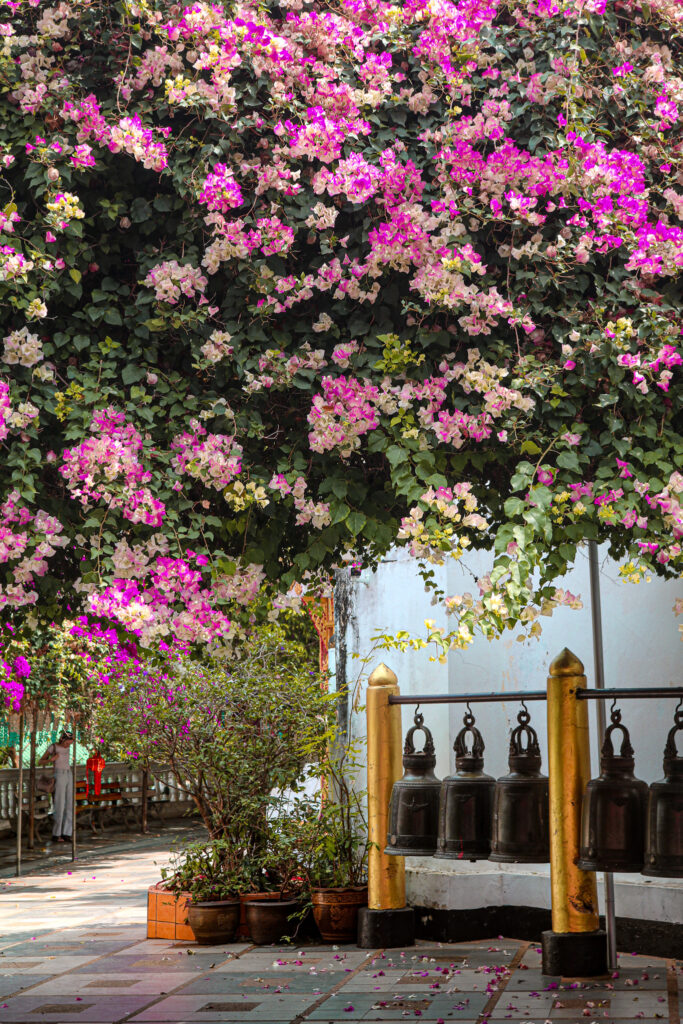 Fleurs temple Doi Suthep Chiang Mai