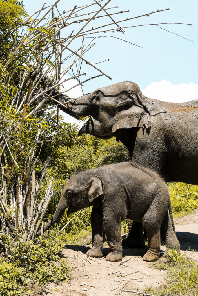 Éléphant et son bébé en pleine nature, photographiés de près dans la province de Chiang Mai