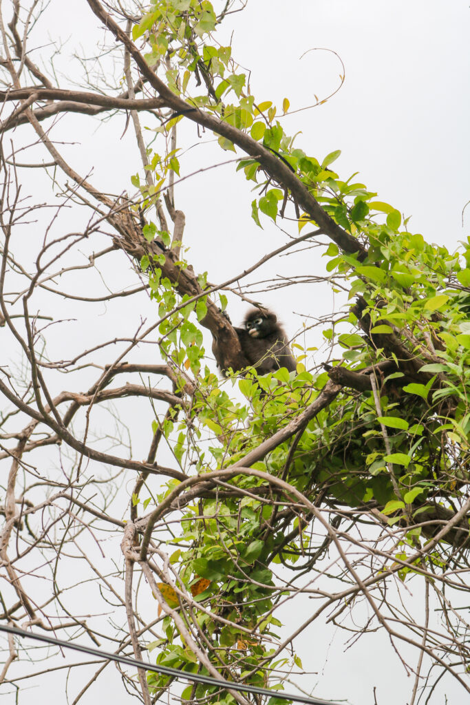 langurs à lunettes singe sauvage