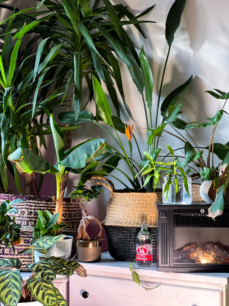 Jungle urbaine ambiance serre tropicale intérieur avec cheminée