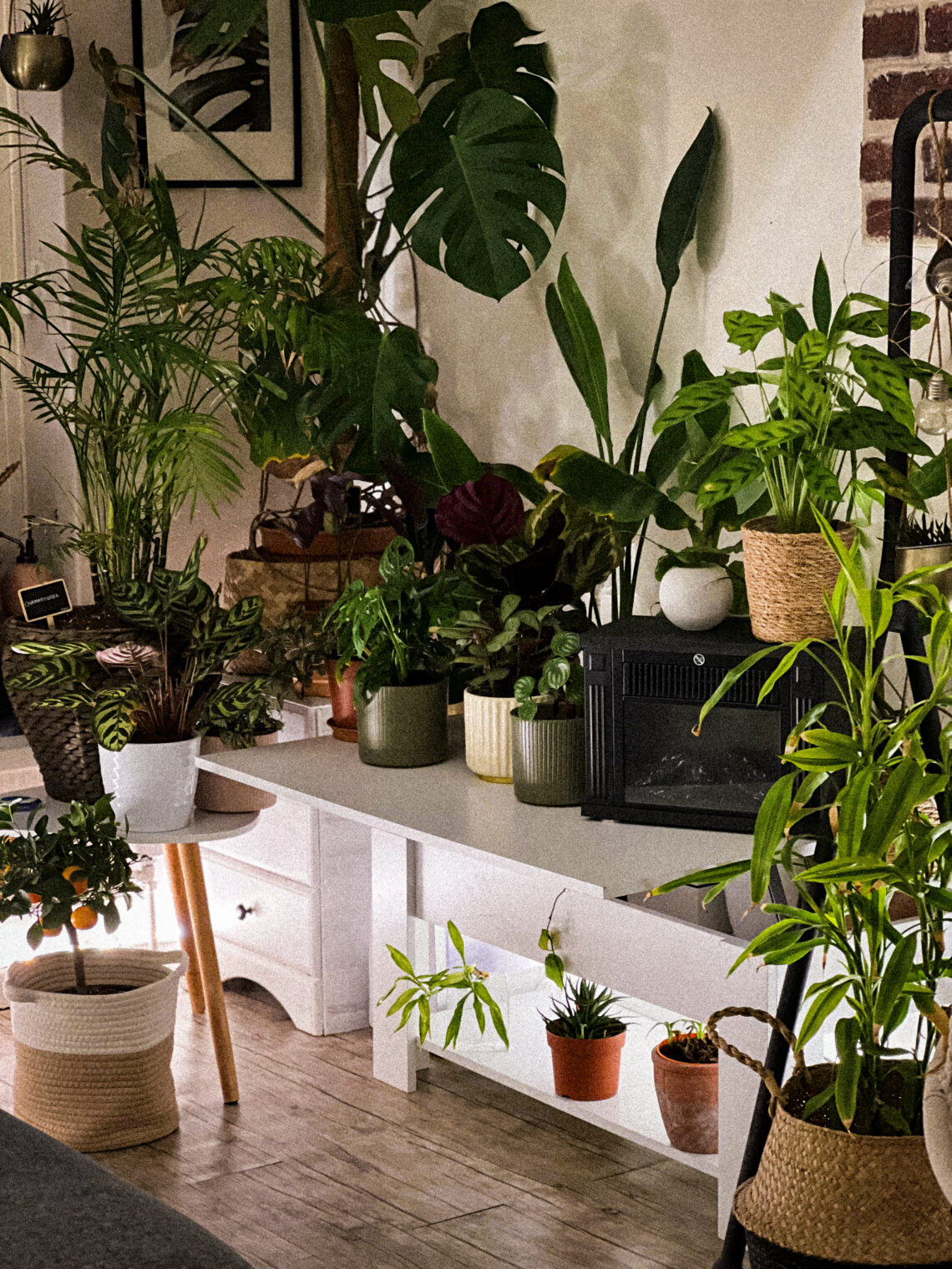 Aménagement végétal intérieur structuré jungle urbaine salon