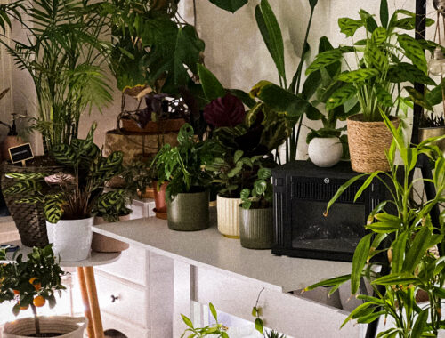 Aménagement végétal intérieur structuré jungle urbaine salon