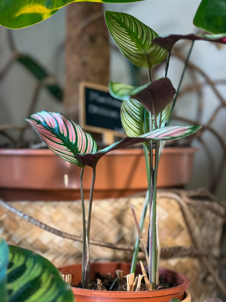 Calathea White Star plante tropicale intérieur humidité élevée