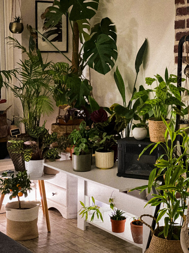 Coin jungle urbaine avec point focal et grandes plantes tropicales