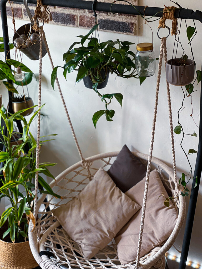 Dracaena fragrans plante tropicale facile pour intérieur lumineux