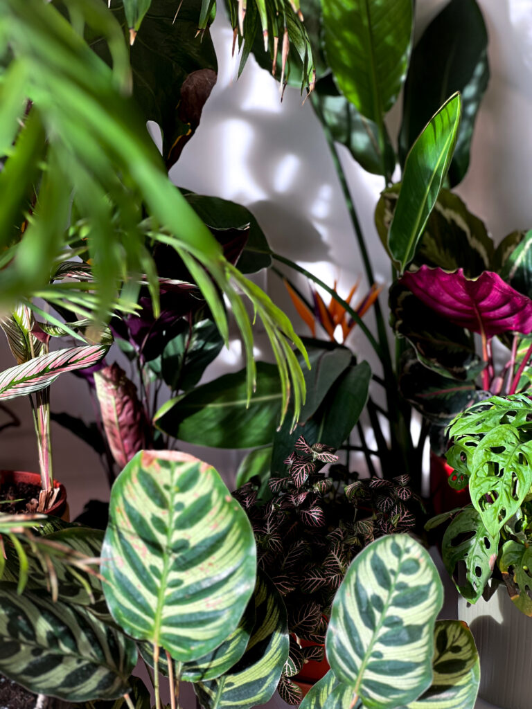 Jungle urbaine automatisée avec humidificateur et hygrométrie contrôlée