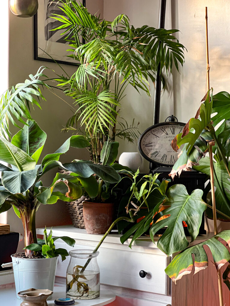 Jungle urbaine dans salon appartement avec plantes tropicales d’intérieur
