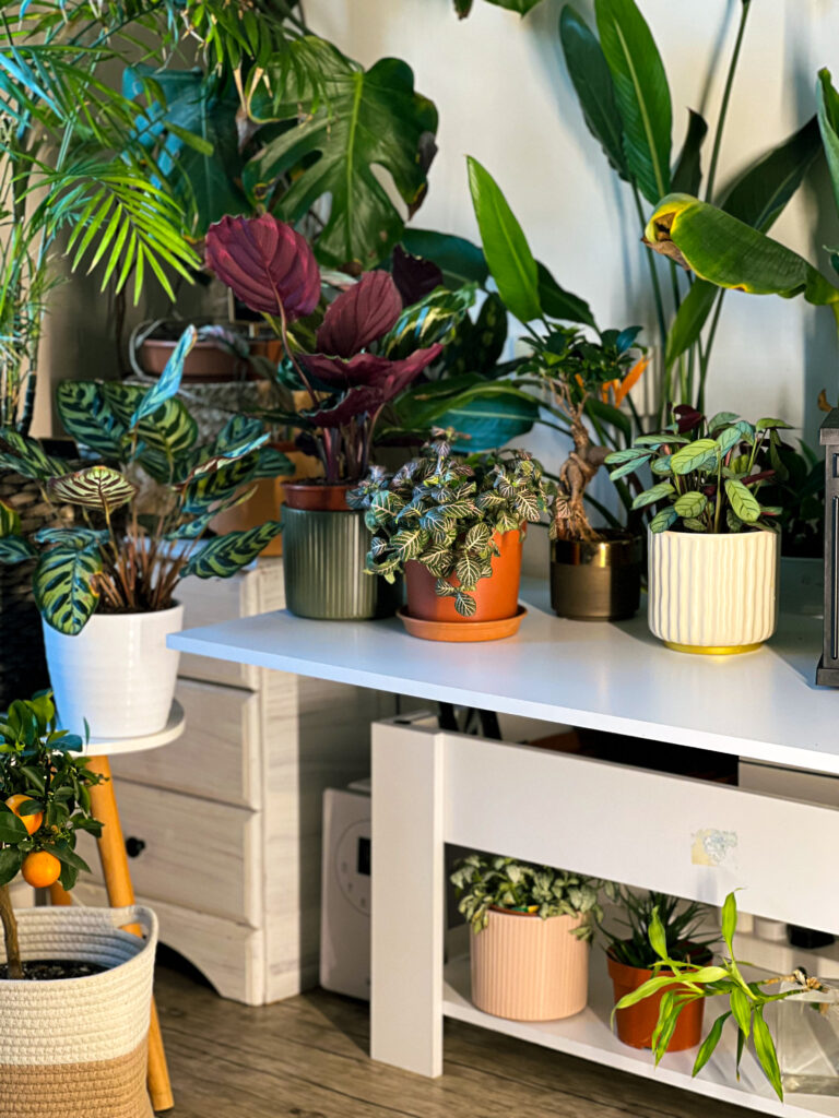 Lucky bamboo plante d’intérieur cultivée dans l’eau facile d’entretien