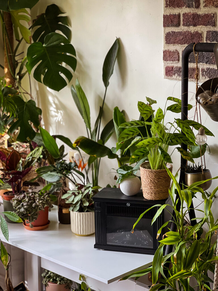 Microclimat intérieur créé par regroupement de plantes tropicales