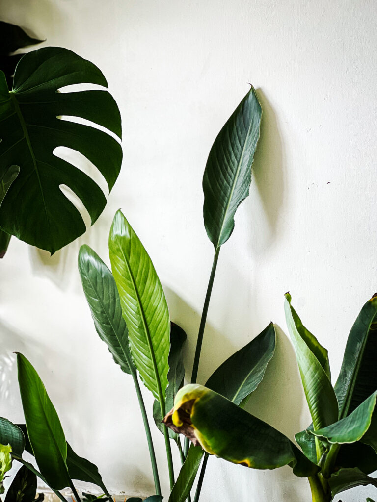 Mur végétal intérieur avec plantes tropicales jungle urbaine appartement